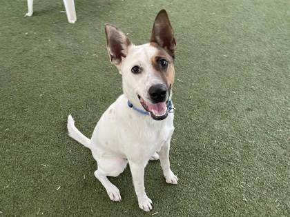 Enlarge Dasher, a Adoptable mixed breed in Phoenix, AZ image 2/3