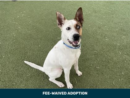 Enlarge Dasher, a Adoptable mixed breed in Phoenix, AZ image 2/3