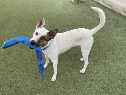 Enlarge Dasher, a Adoptable mixed breed in Phoenix, AZ image 3/3