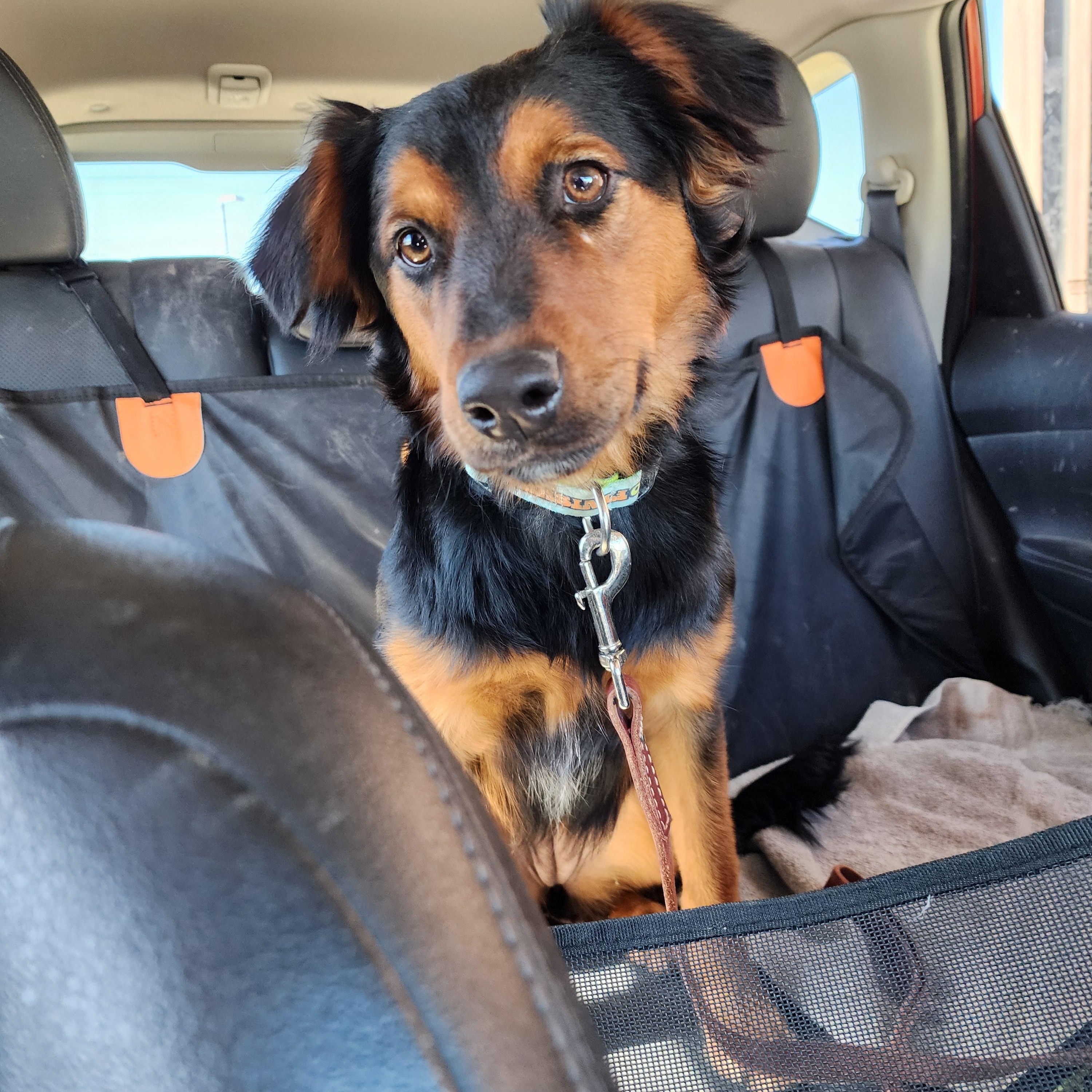 Enlarge Roxy, a Adoptable mixed breed in Royse City, TX image 3/6