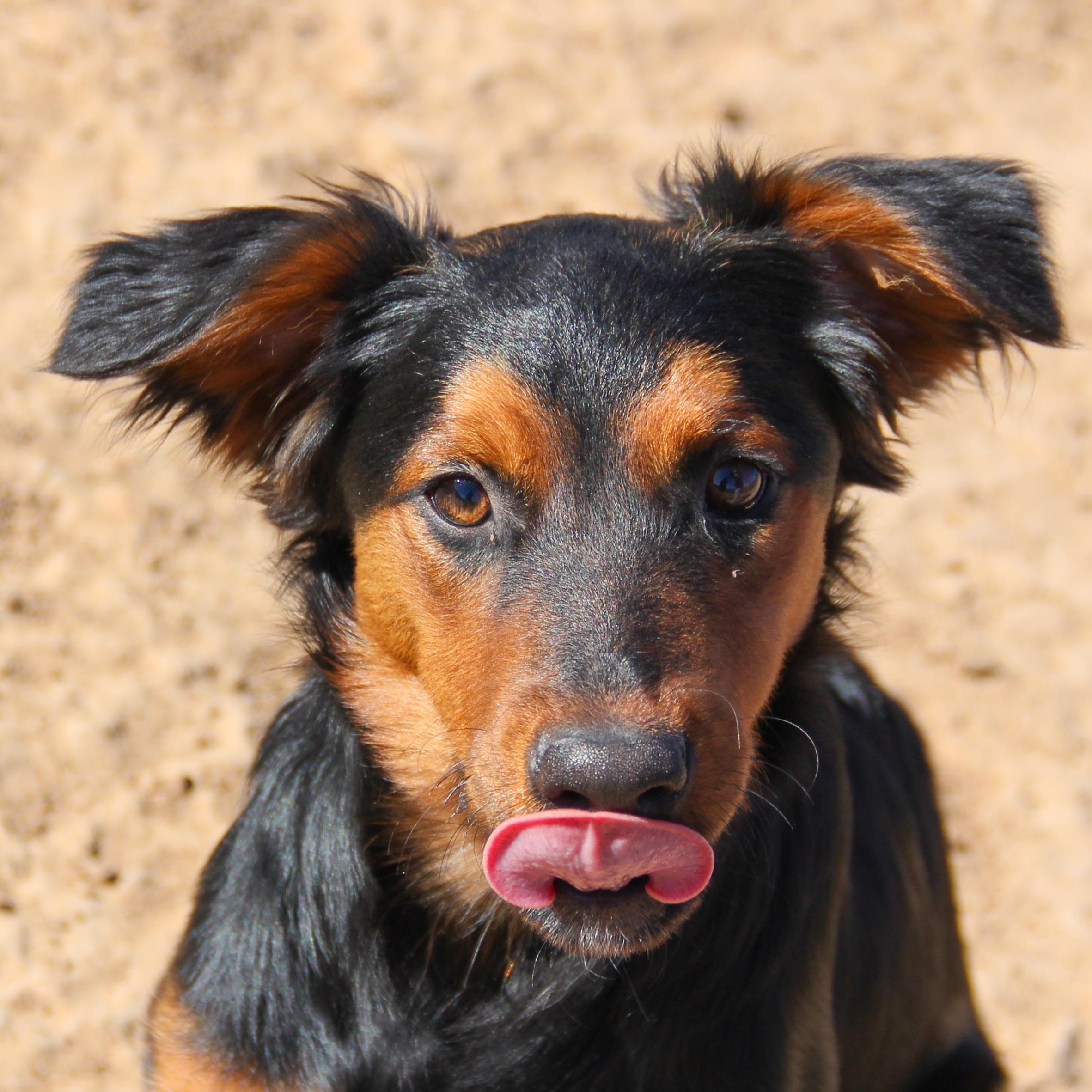 Enlarge Roxy, a Adoptable mixed breed in Royse City, TX image 6/6