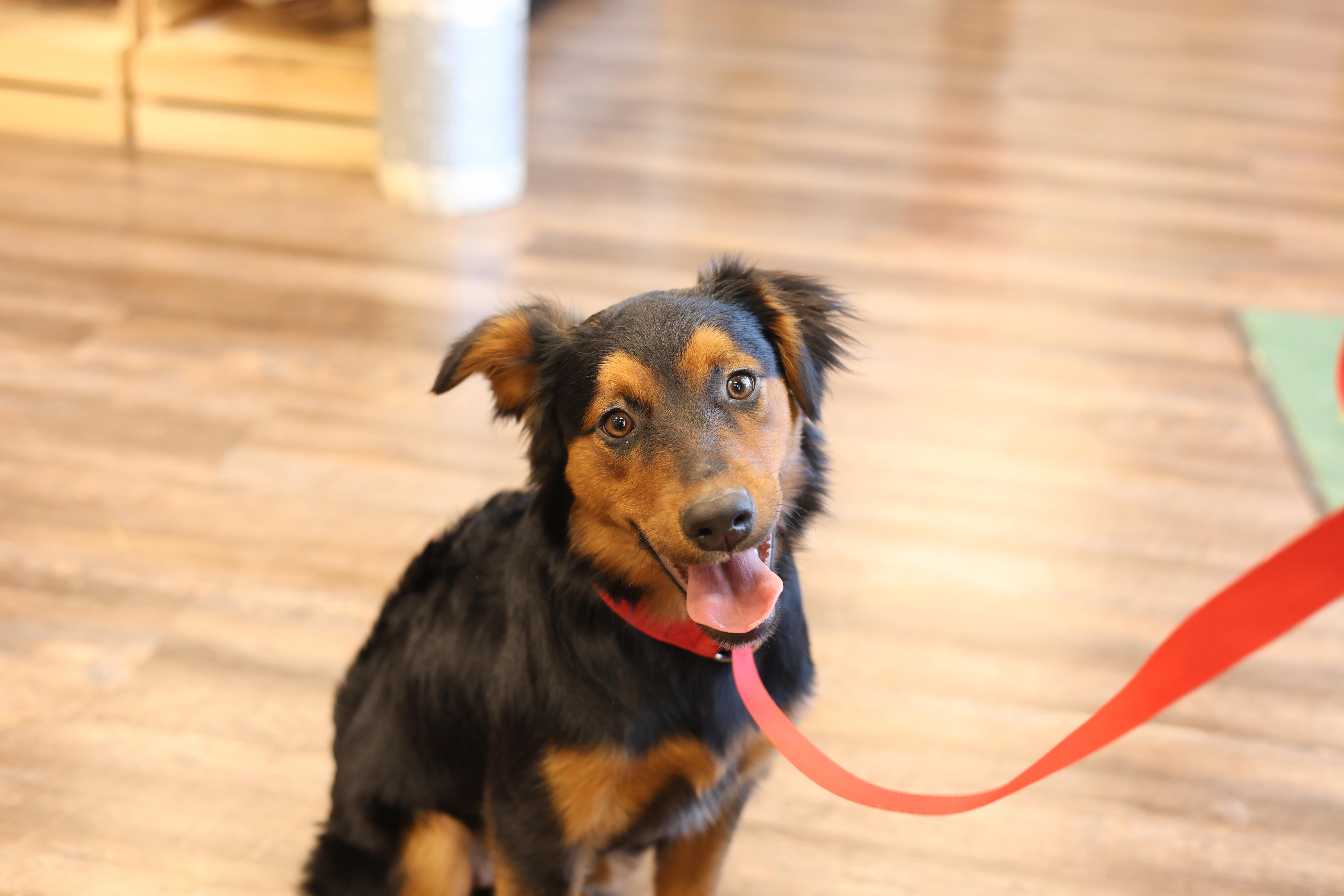 Enlarge Roxy, a Adoptable mixed breed in Royse City, TX image 5/6