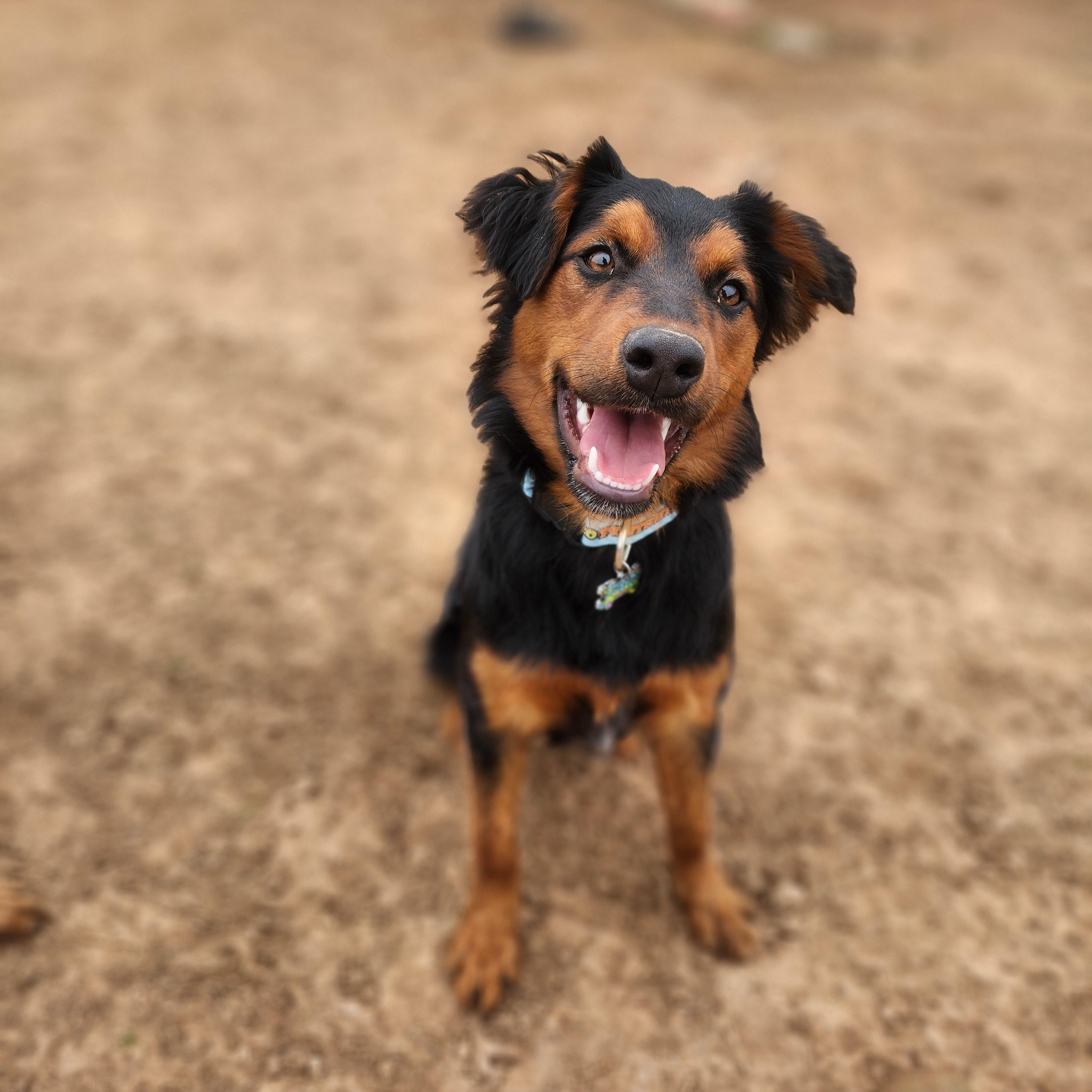 Enlarge Roxy, a Adoptable mixed breed in Royse City, TX image 4/6