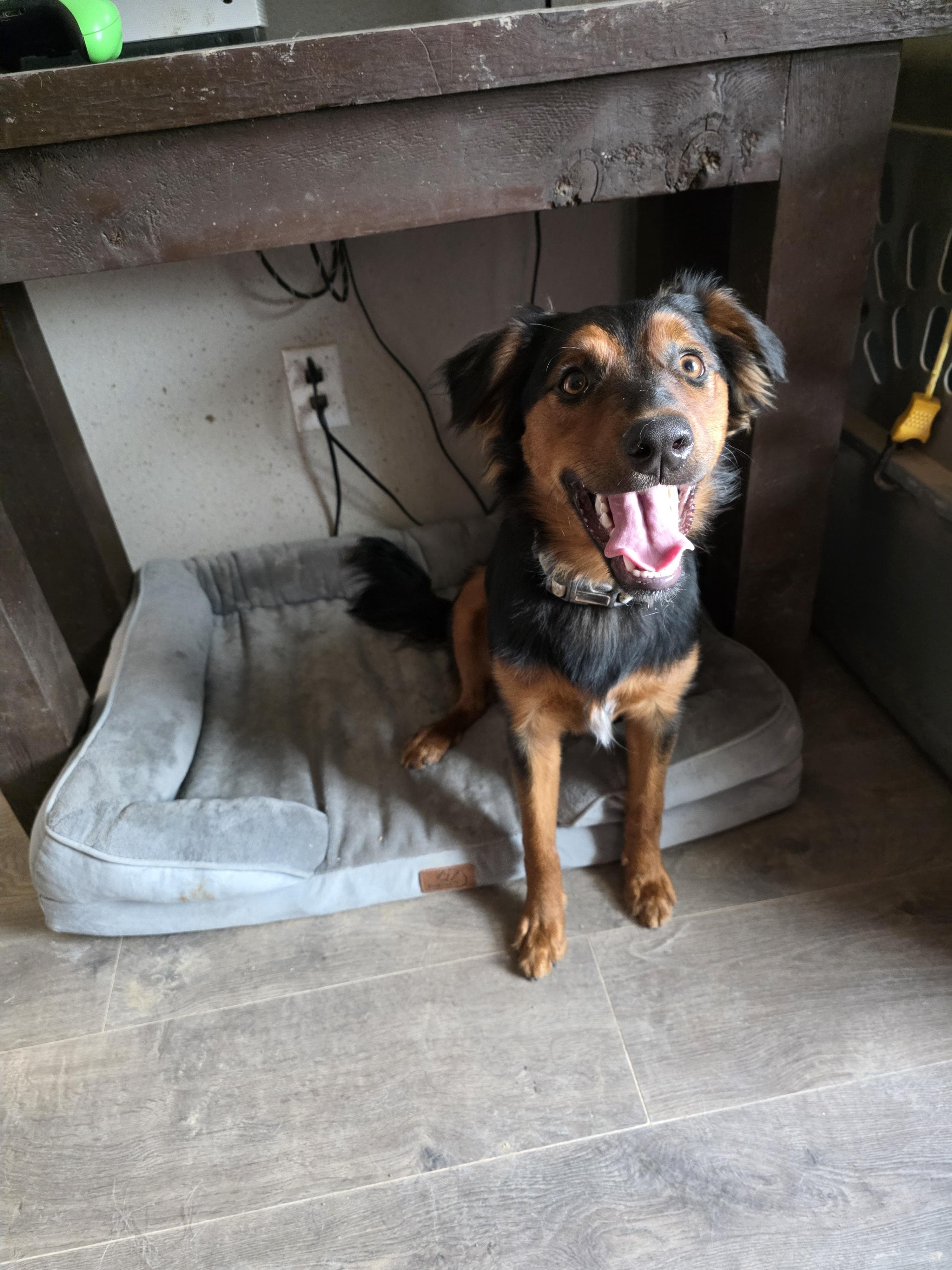 Enlarge Roxy, a Adoptable mixed breed in Royse City, TX image 1/6