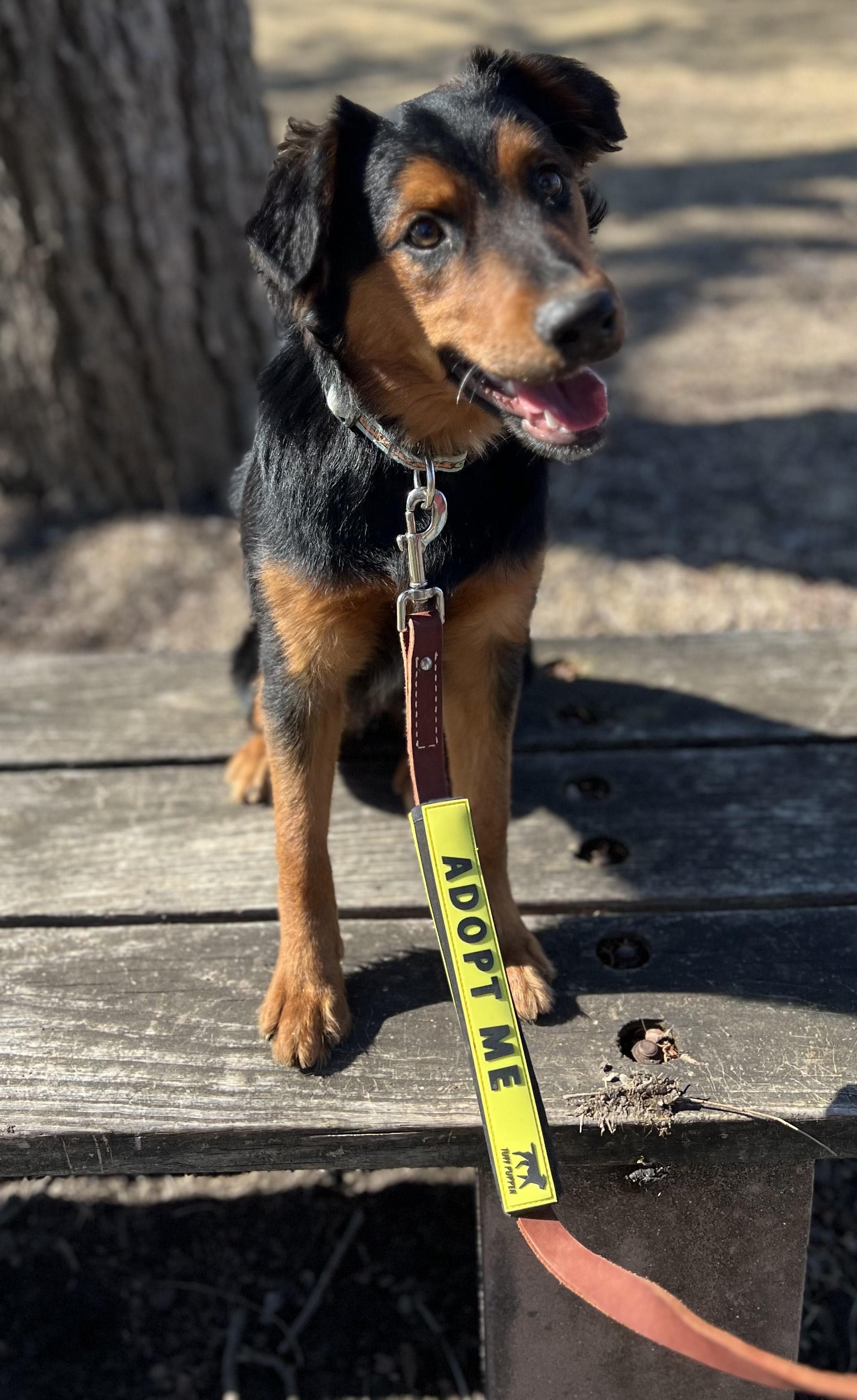 Enlarge Roxy, a Adoptable mixed breed in Royse City, TX image 2/6