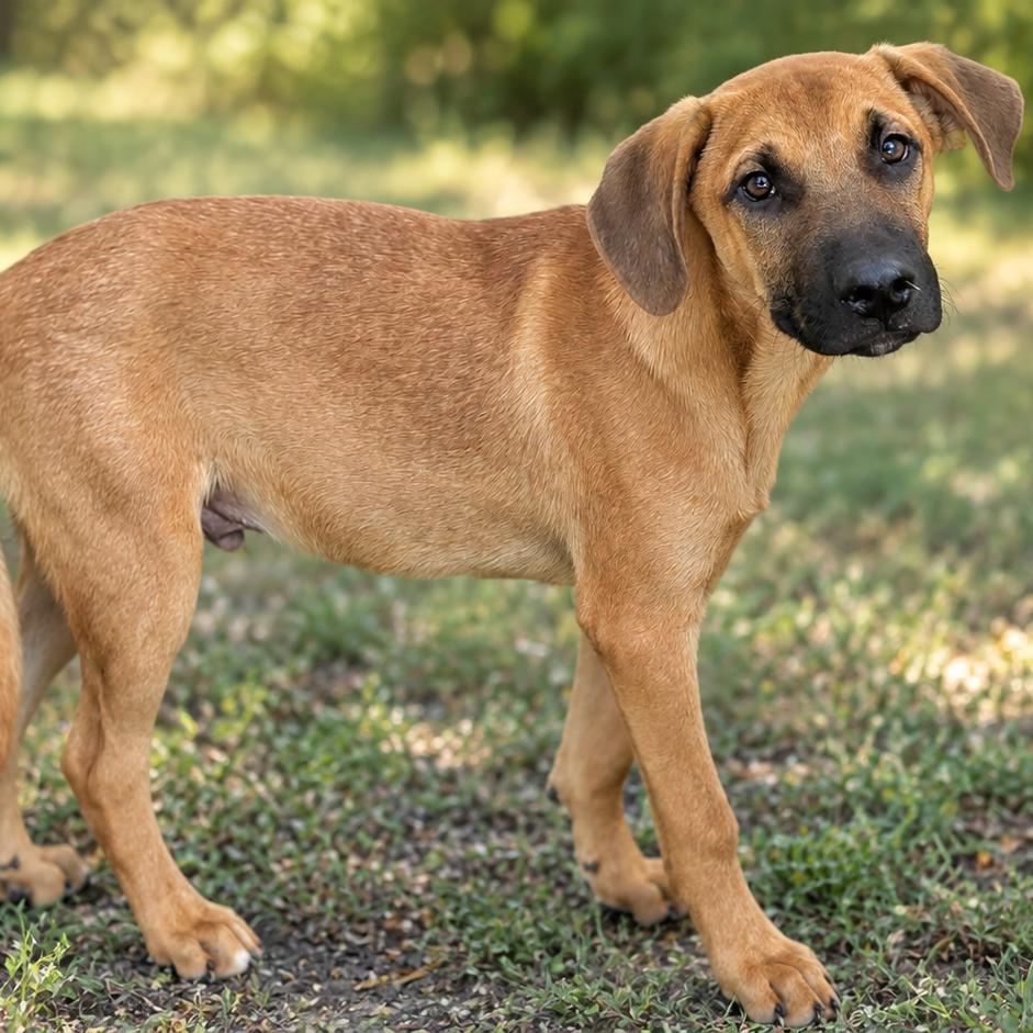 Enlarge Harry, a Adoptable mixed breed in Buchanan Dam, TX image 1/2