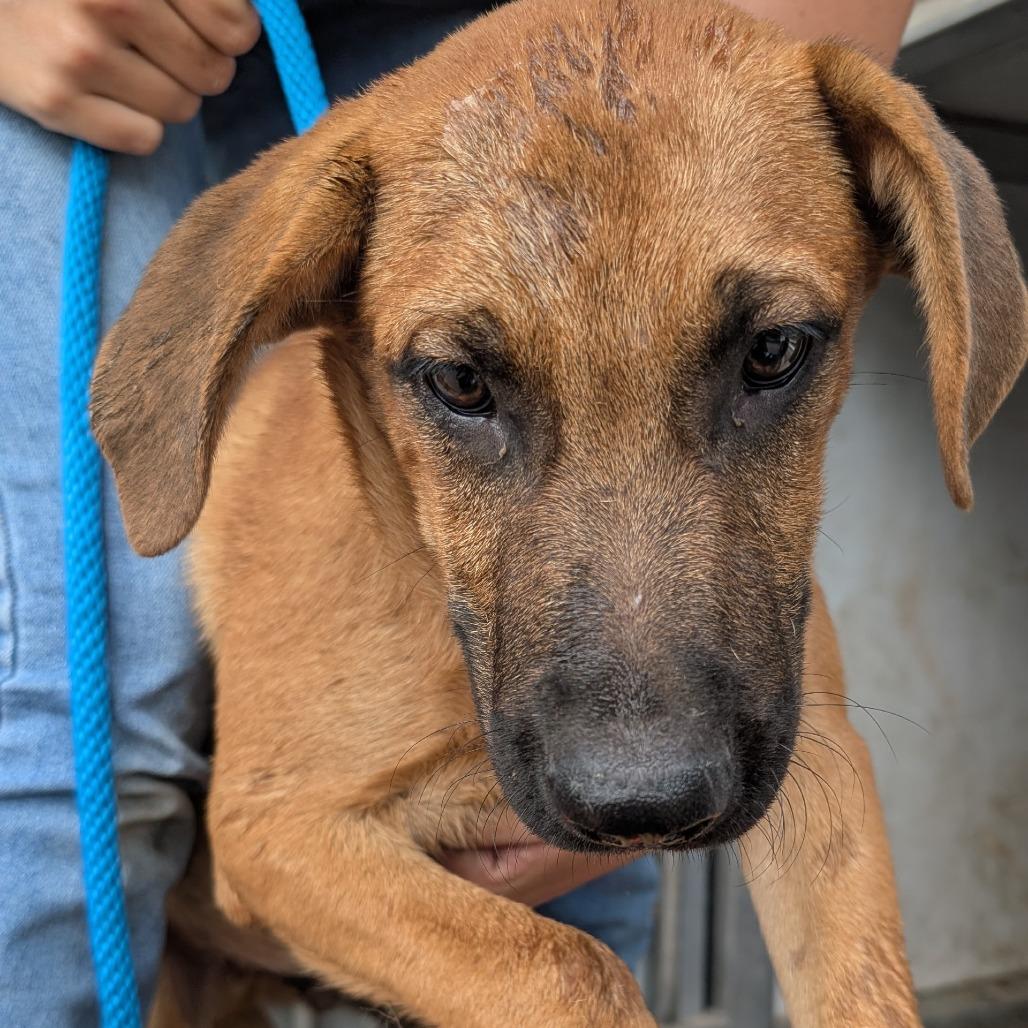 Enlarge Harry, a Adoptable mixed breed in Buchanan Dam, TX image 2/2