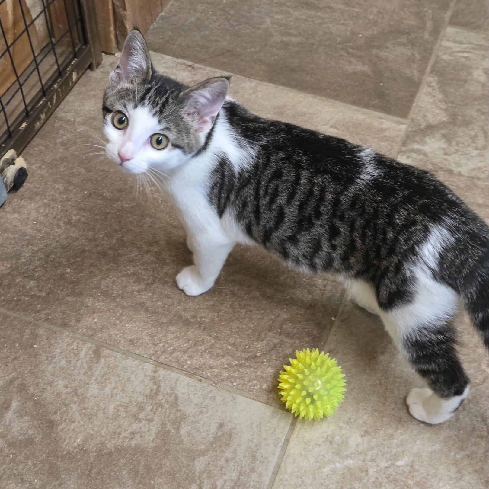 Pepper, a Adoptable Domestic Short Hair in Nicholasville, KY image 2/4