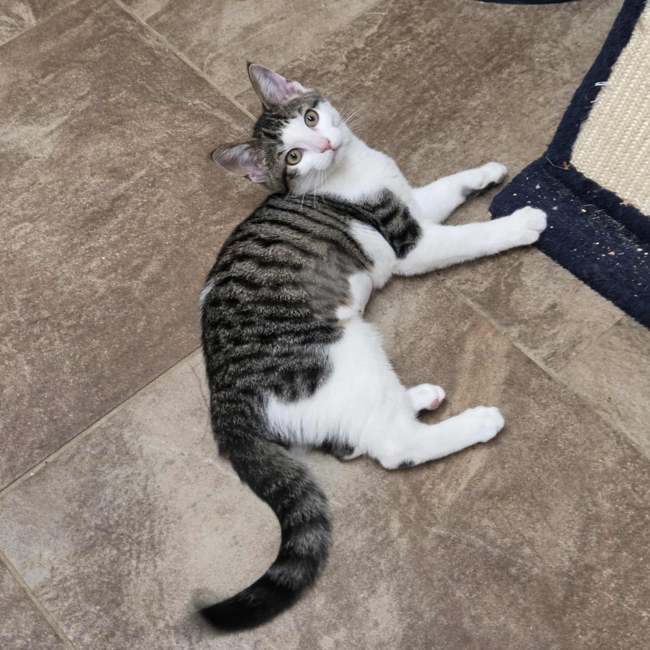 Pepper, a Adoptable Domestic Short Hair in Nicholasville, KY image 1/4