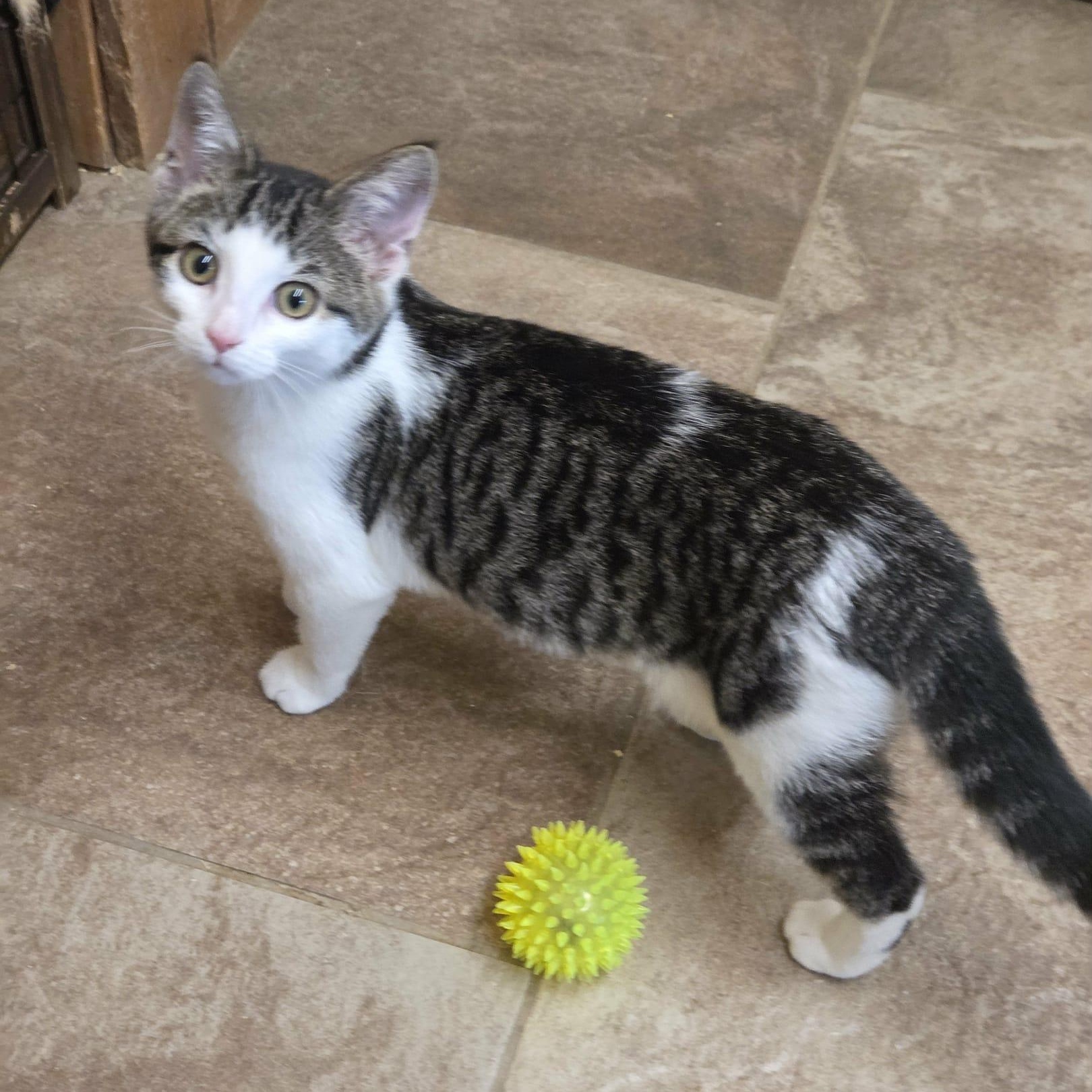 Pepper, a Adoptable Domestic Short Hair in Nicholasville, KY image 3/4