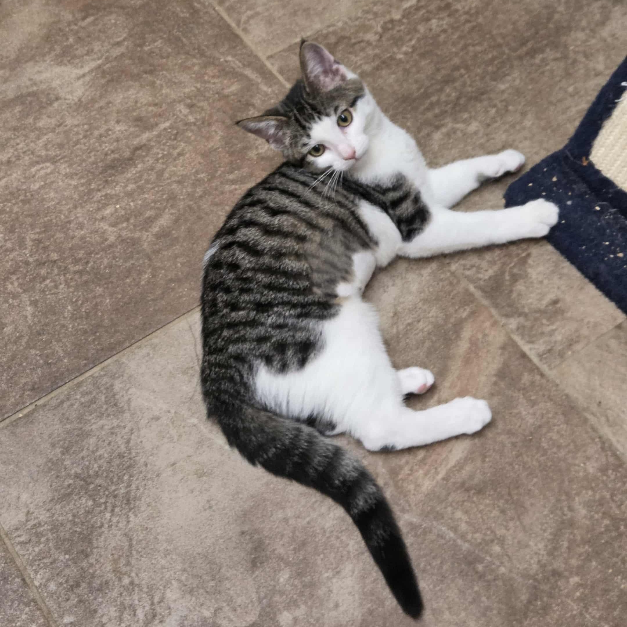 Pepper, a Adoptable Domestic Short Hair in Nicholasville, KY image 4/4