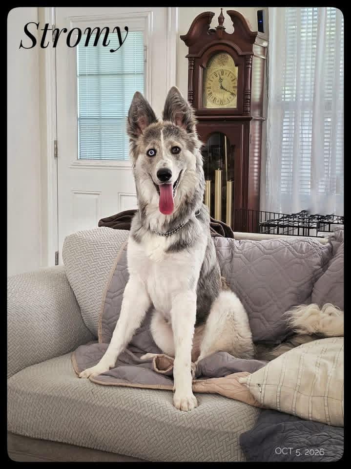 Stormy, Adopted, Young Female Australian Shepherd & German Shepherd Dog.
