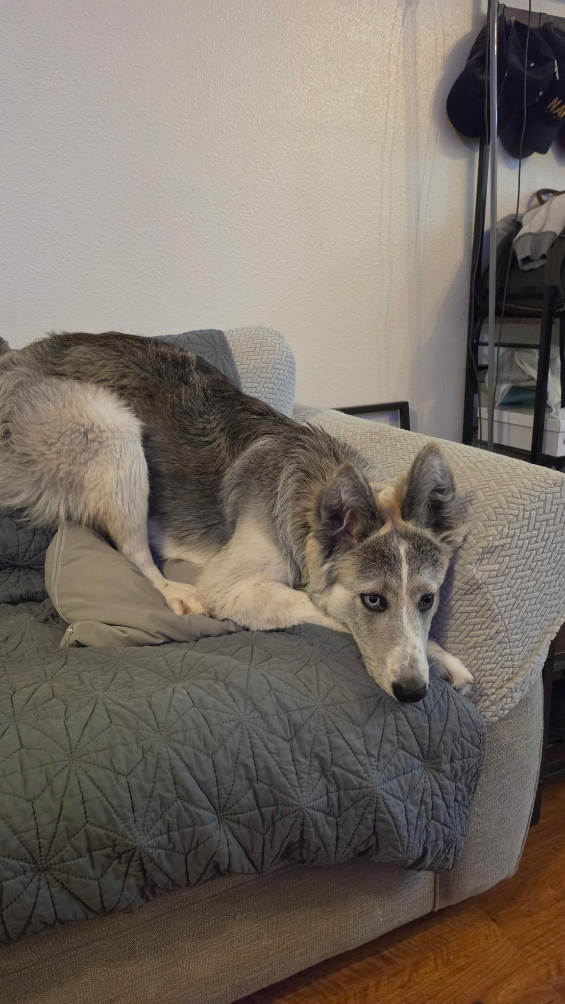 Enlarge Stormy, a Adopted mixed breed in Brattleboro, VT image 3/5