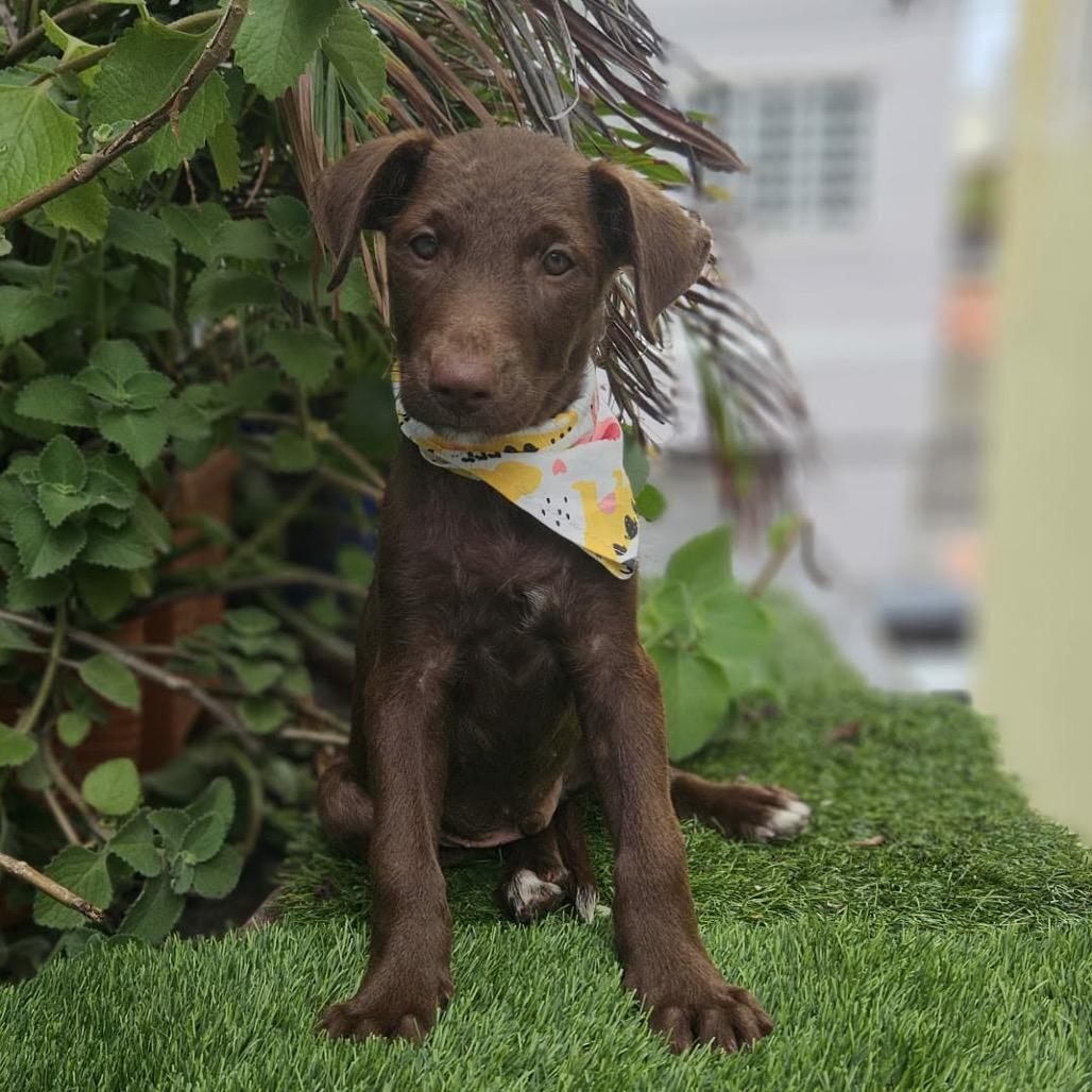 Cinnamon, Adoptable, Puppy Male Labrador Retriever & Mixed Breed.