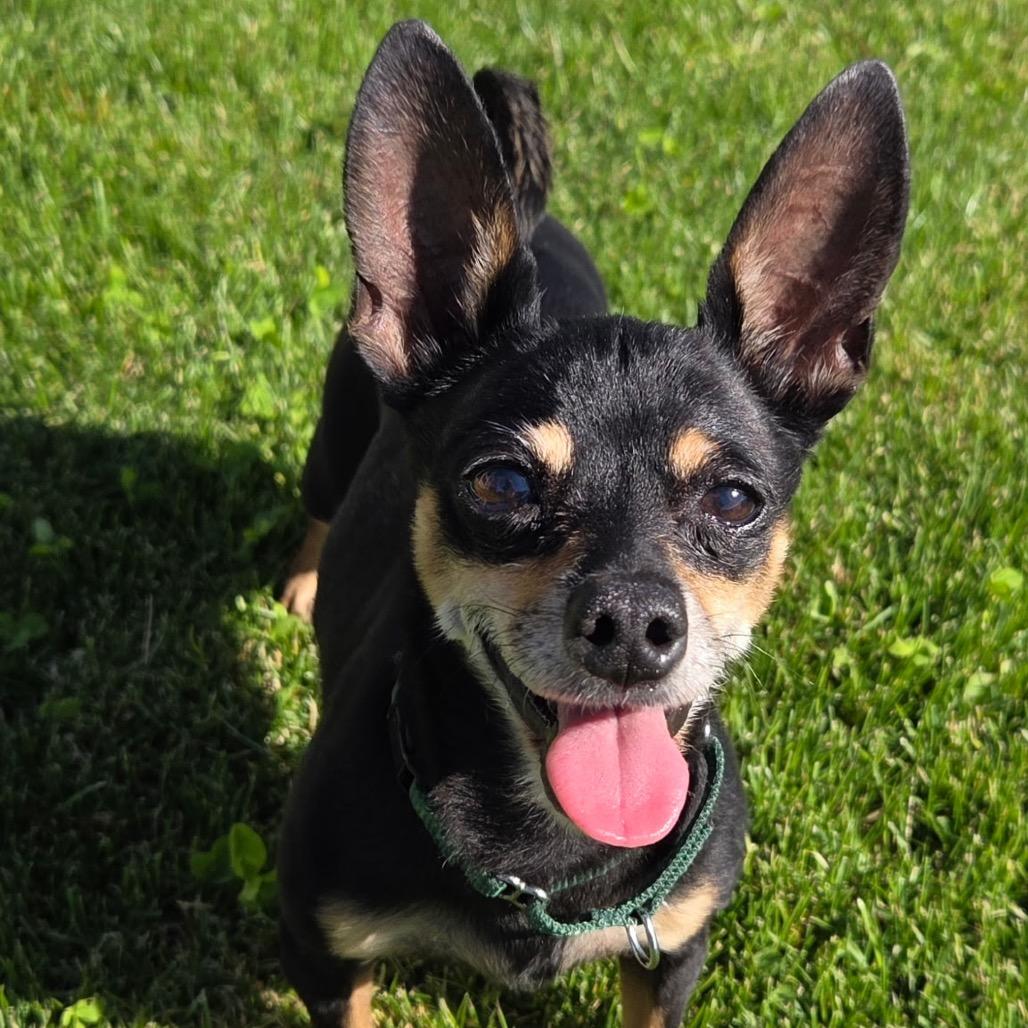 Sasha, Adoptable, Senior Female Chihuahua.