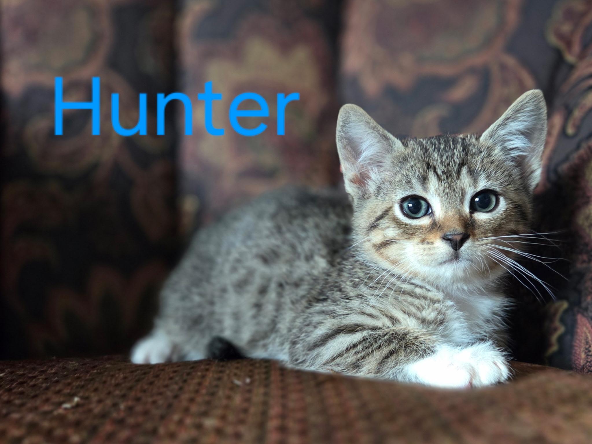 Hunter, ADOPTABLE, Kitten Male Domestic Short Hair & Tabby.