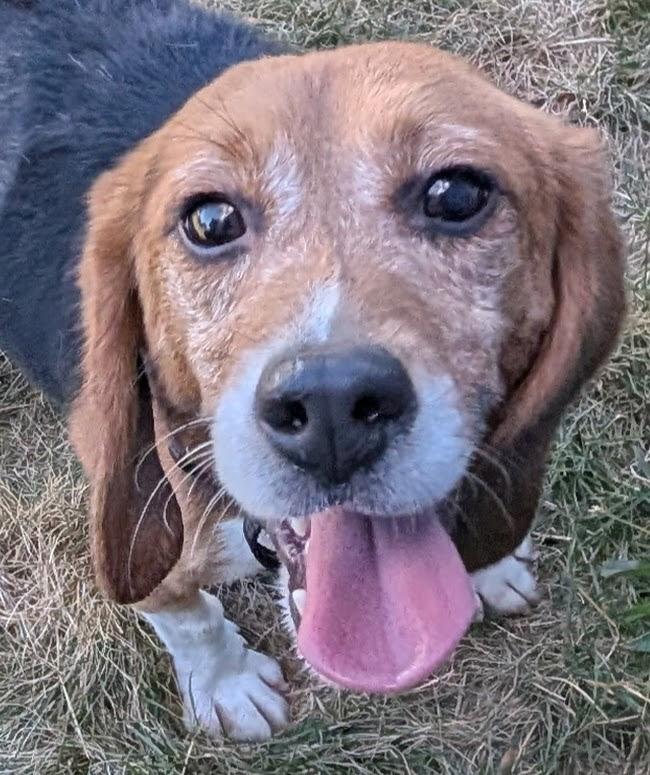 Twitch, a Adoptable Beagle in South Plainfield, NJ image 1/2