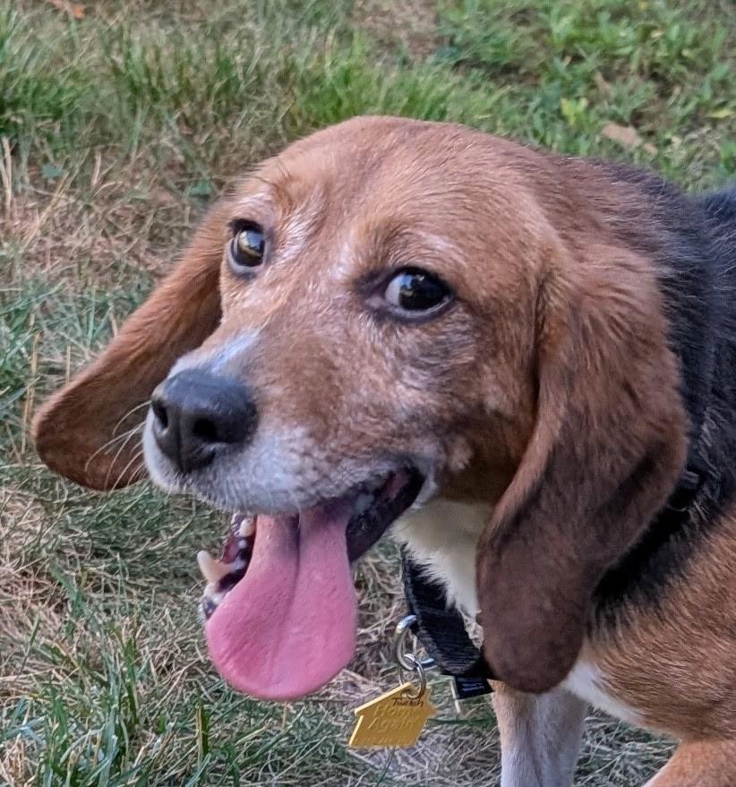 Twitch, a Adoptable Beagle in South Plainfield, NJ image 2/2
