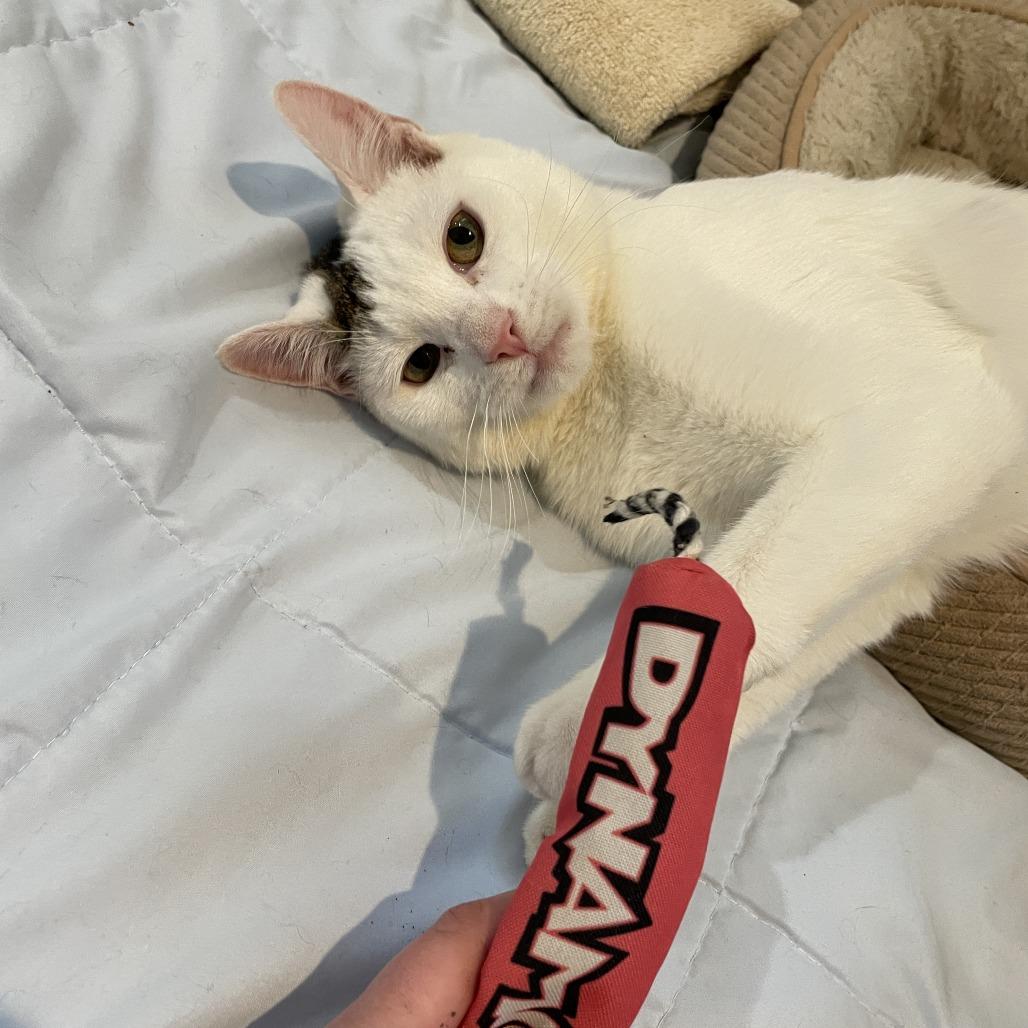 Enlarge Woodrow a.k.a. Woody, a Adoptable Domestic Short Hair in Manchester, CT image 1/6