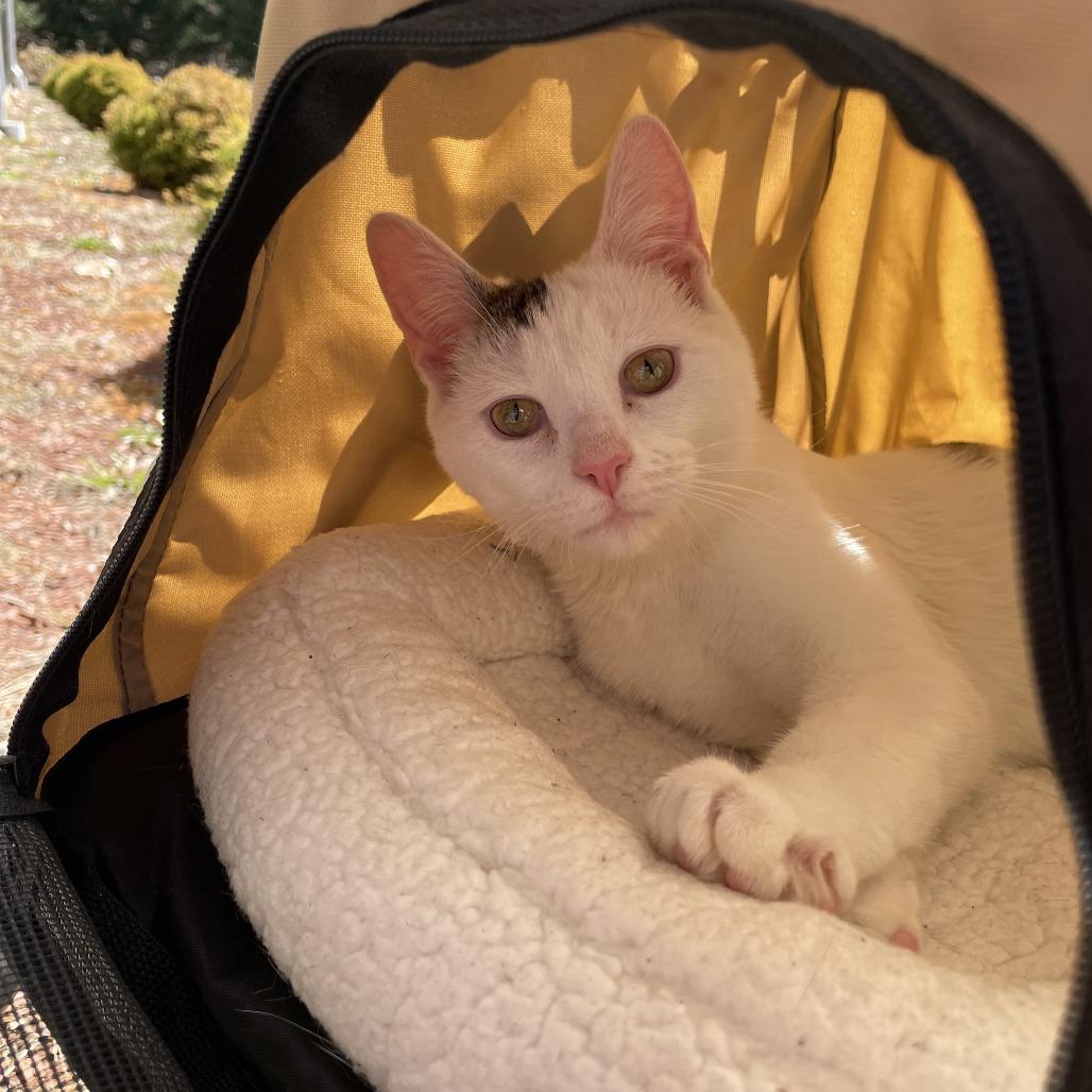 Enlarge Woodrow a.k.a. Woody, a Adoptable Domestic Short Hair in Manchester, CT image 2/6