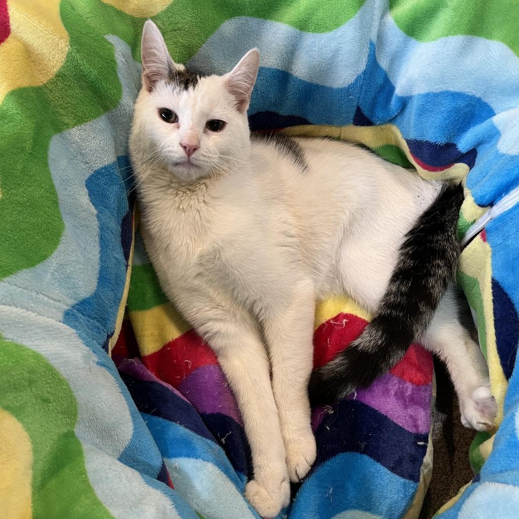 Enlarge Woodrow a.k.a. Woody, a Adoptable Domestic Short Hair in Manchester, CT image 5/6