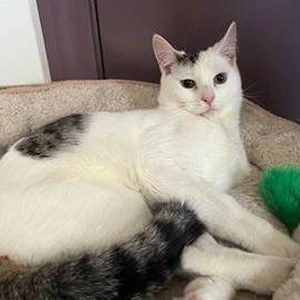 Enlarge Woodrow a.k.a. Woody, a Adoptable Domestic Short Hair in Manchester, CT image 6/6