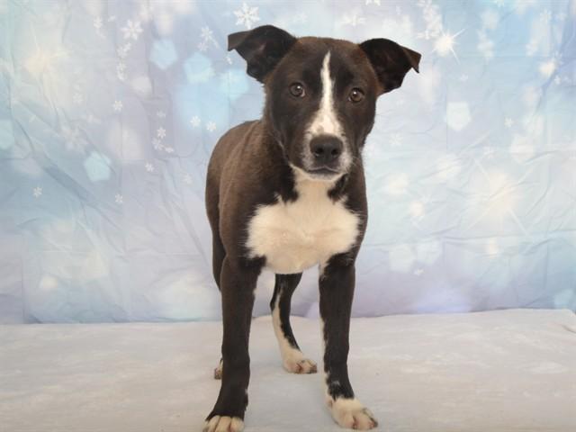 SAKI, Adoptable, Young Female Australian Cattle Dog / Blue Heeler & Mixed Breed.