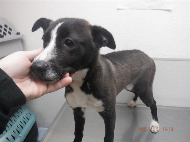 Enlarge SAKI, a Adoptable mixed breed in Oroville, CA image 1/1