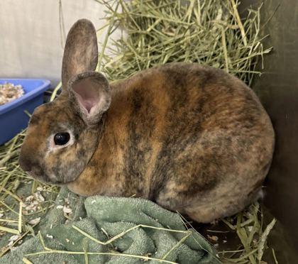 Jasper, Adoptable, Adult Male Bunny Rabbit & Bunny Rabbit.
