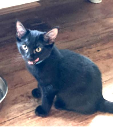 Malbec, Adoptable, Young Female Domestic Short Hair.