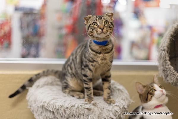 Scotty, Adoptable, Adult Male Scottish Fold & Tabby.