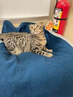 Enlarge Scotty, a Adoptable mixed breed in Parlier, CA image 2/6