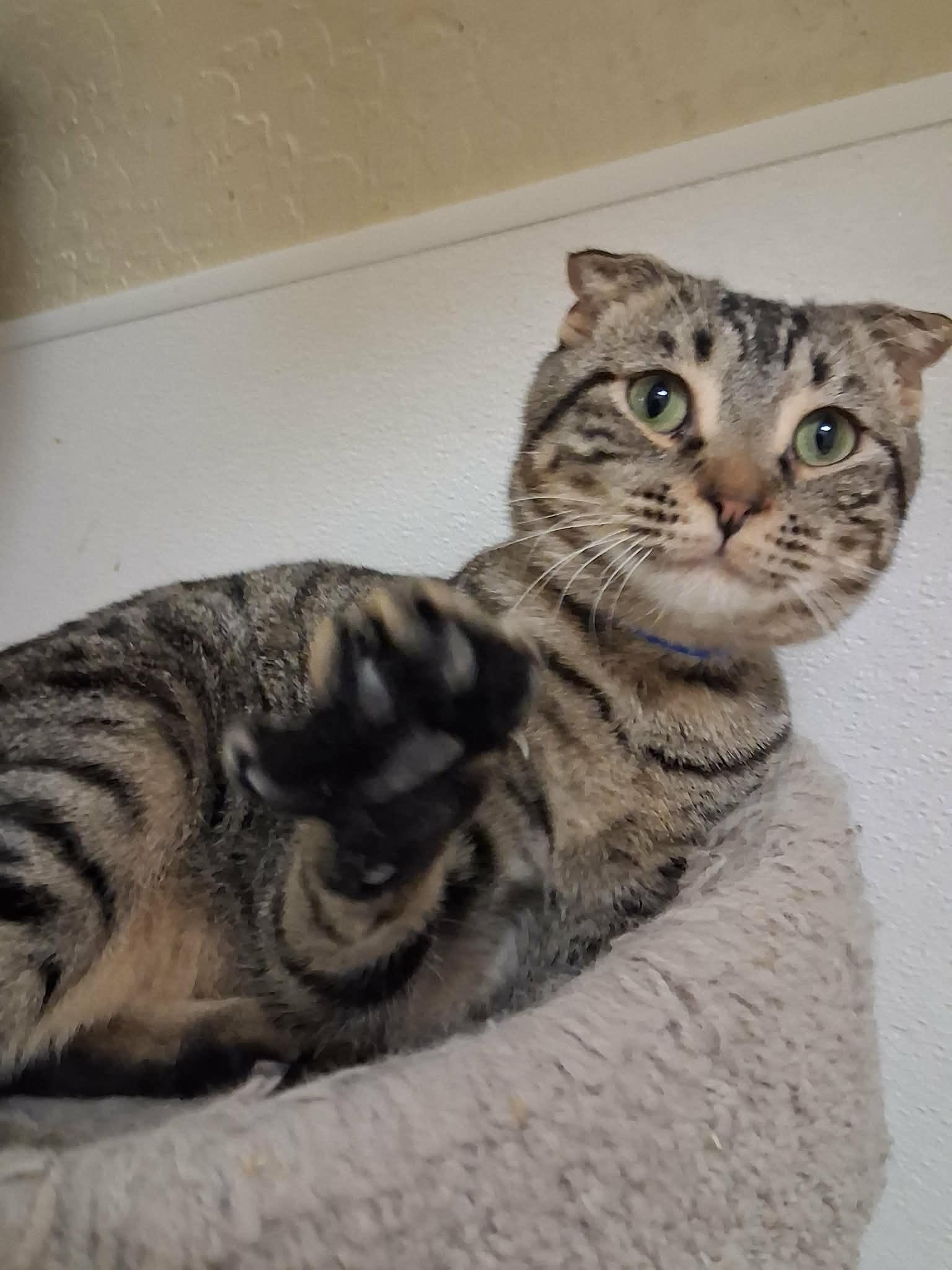 Enlarge Scotty, a Adoptable mixed breed in Parlier, CA image 3/6