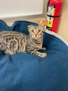 Enlarge Scotty, a Adoptable mixed breed in Parlier, CA image 4/6