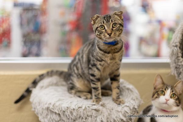 Enlarge Scotty, a Adoptable mixed breed in Parlier, CA image 5/6