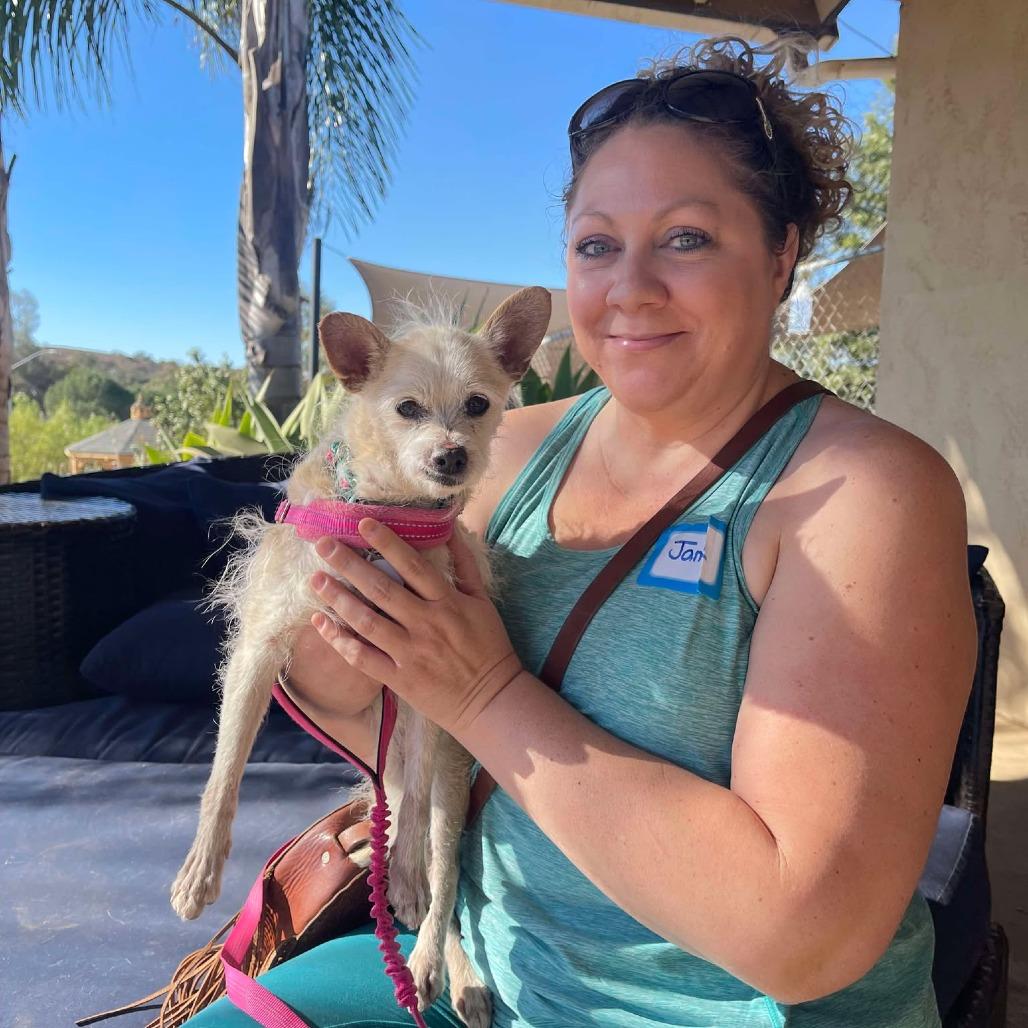 Enlarge Wilma Louise, a Adoptable Tibetan Terrier in Ramona, CA image 1/3