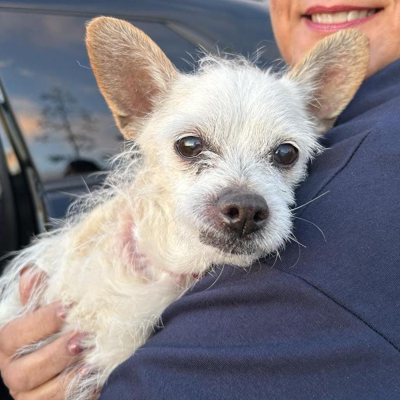 Enlarge Wilma Louise, a Adoptable Tibetan Terrier in Ramona, CA image 2/3