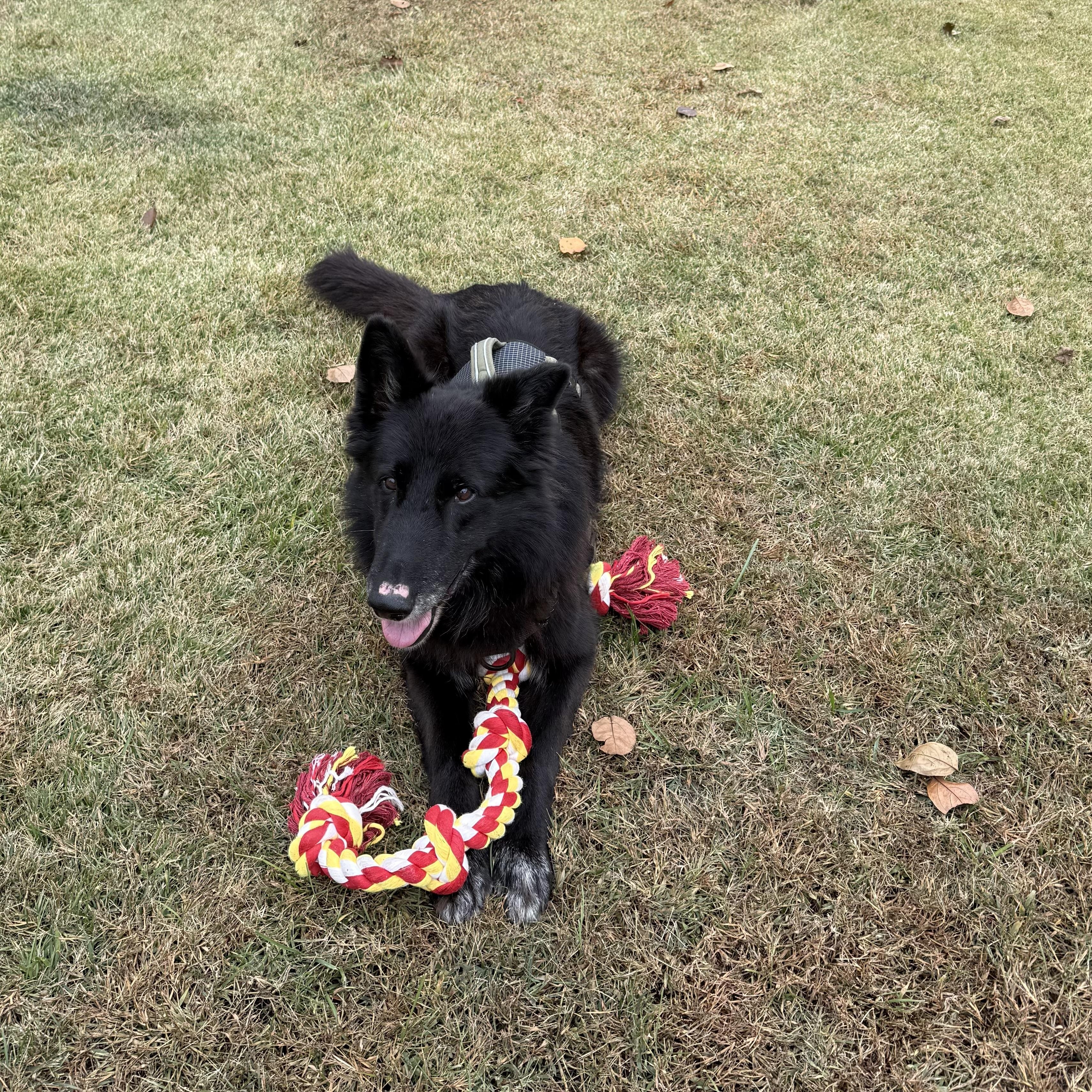 Lobo, Adoptable, Adult Male Mixed Breed.