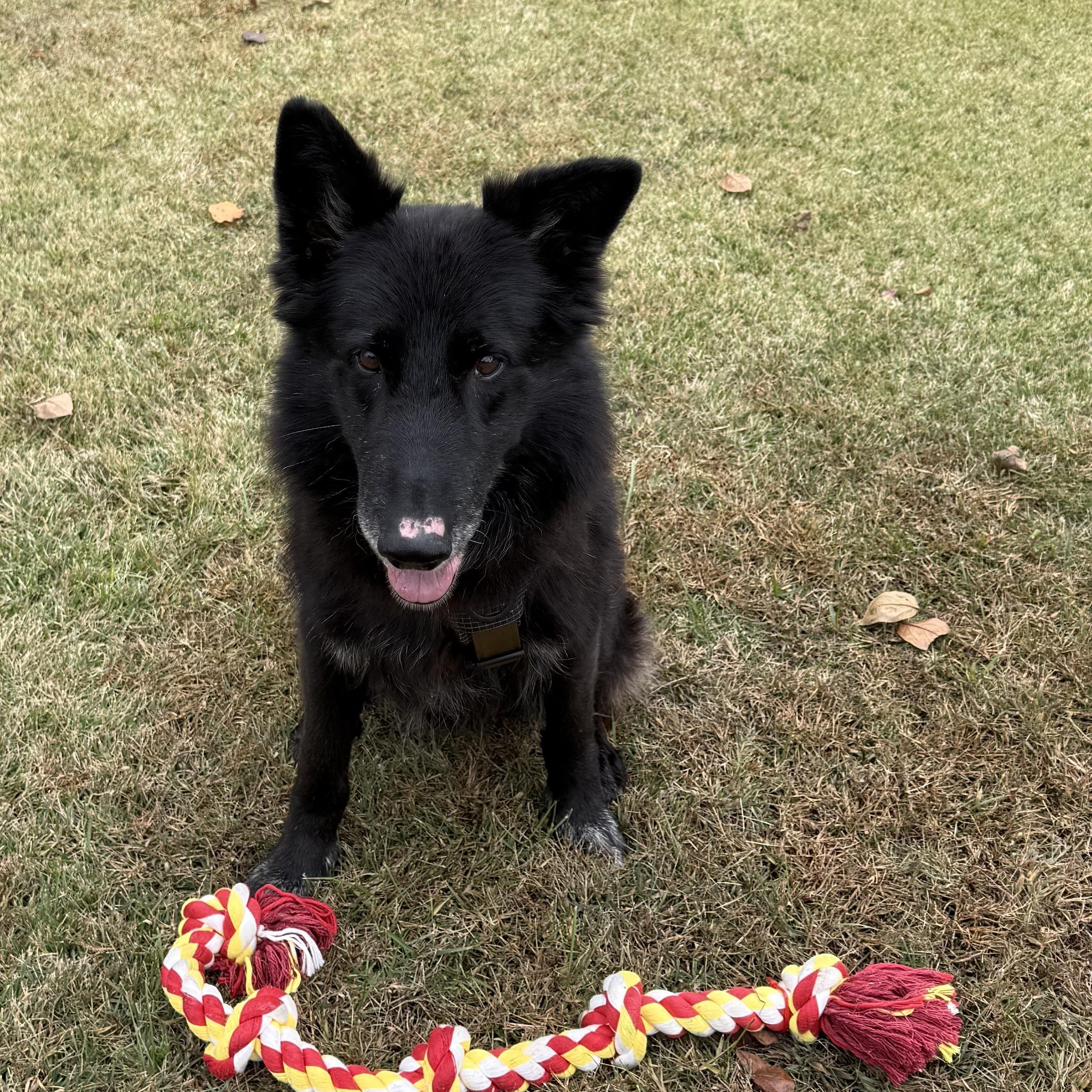 Enlarge Lobo, a Adoptable Mixed Breed in Greensboro, NC image 2/3