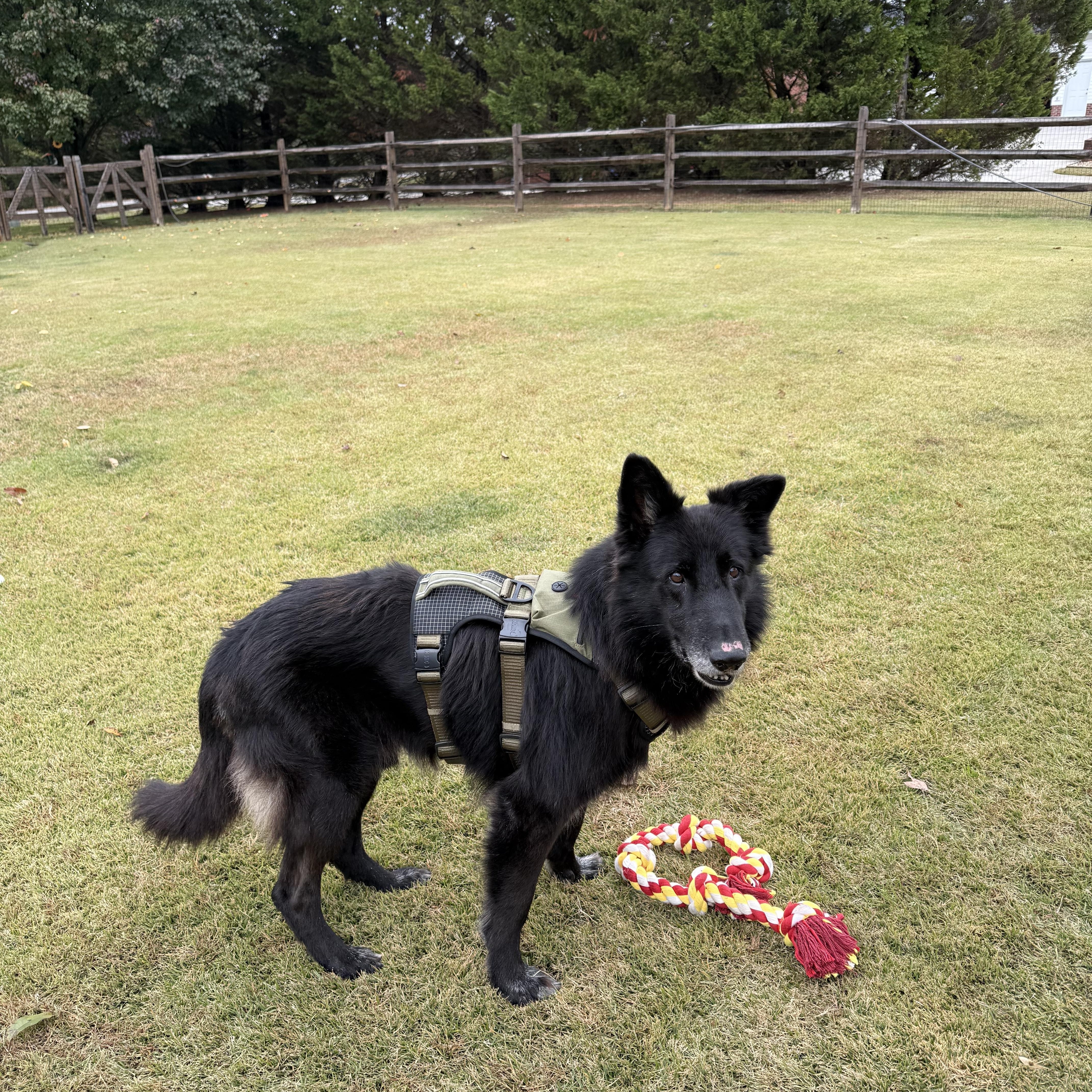 Enlarge Lobo, a Adoptable Mixed Breed in Greensboro, NC image 3/3