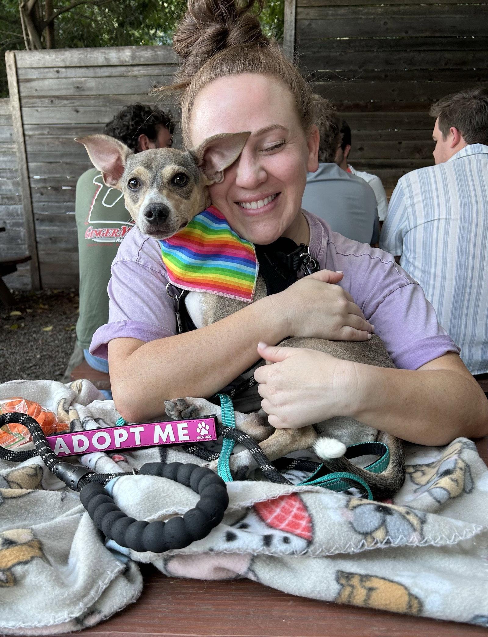 Enlarge Wilson, a Adoptable Chihuahua in Arlington, VA image 1/3