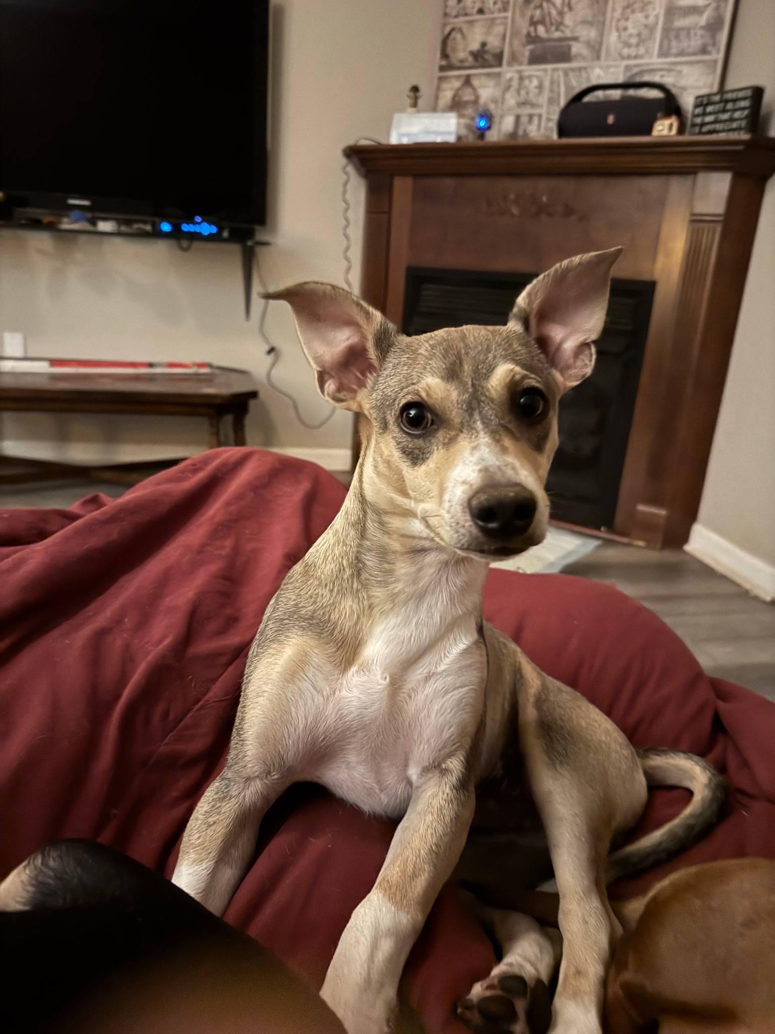 Enlarge Wilson, a Adoptable Chihuahua in Arlington, VA image 2/3