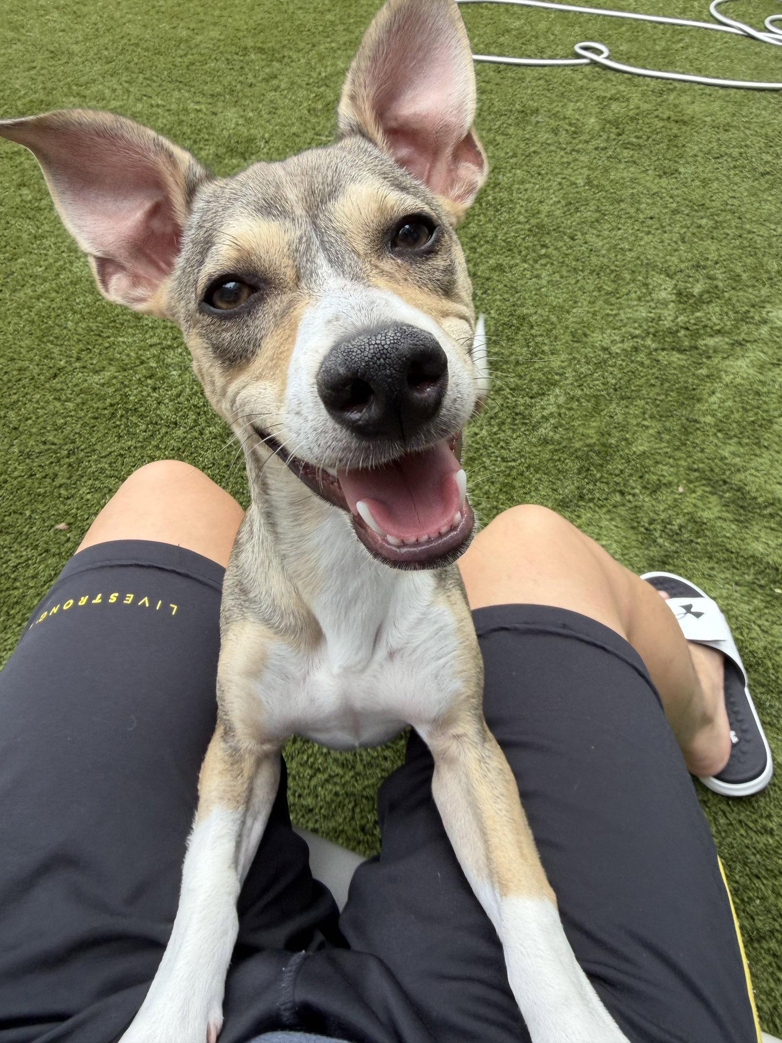Enlarge Wilson, a Adoptable Chihuahua in Arlington, VA image 3/3