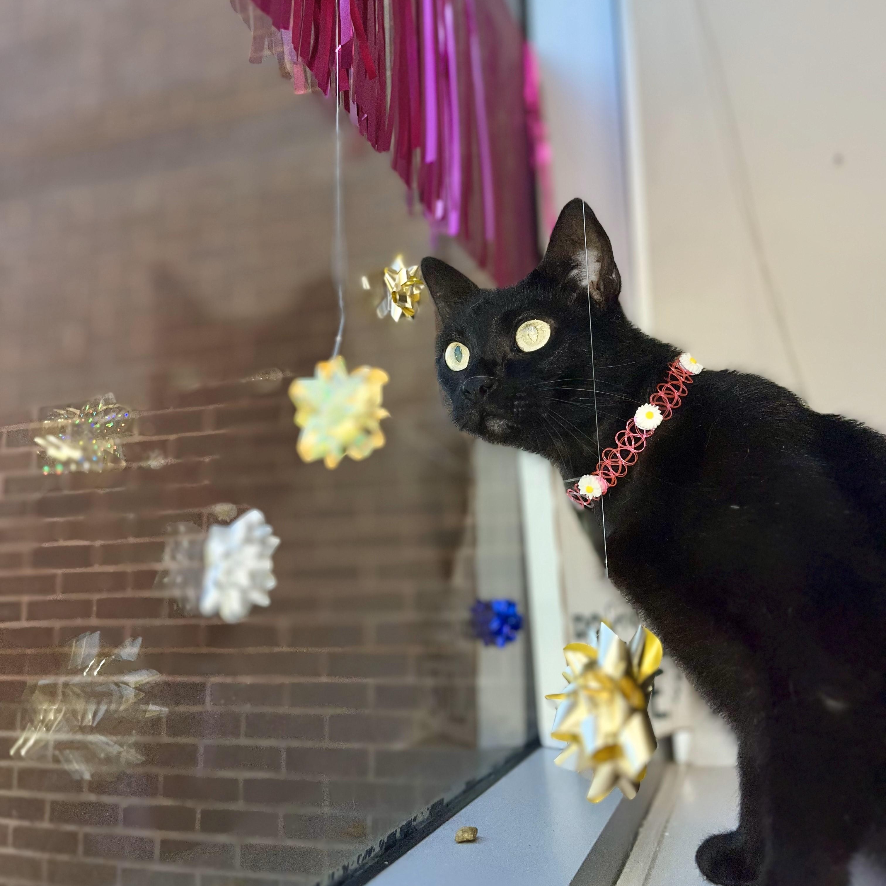 Blackout — thumbnail 2