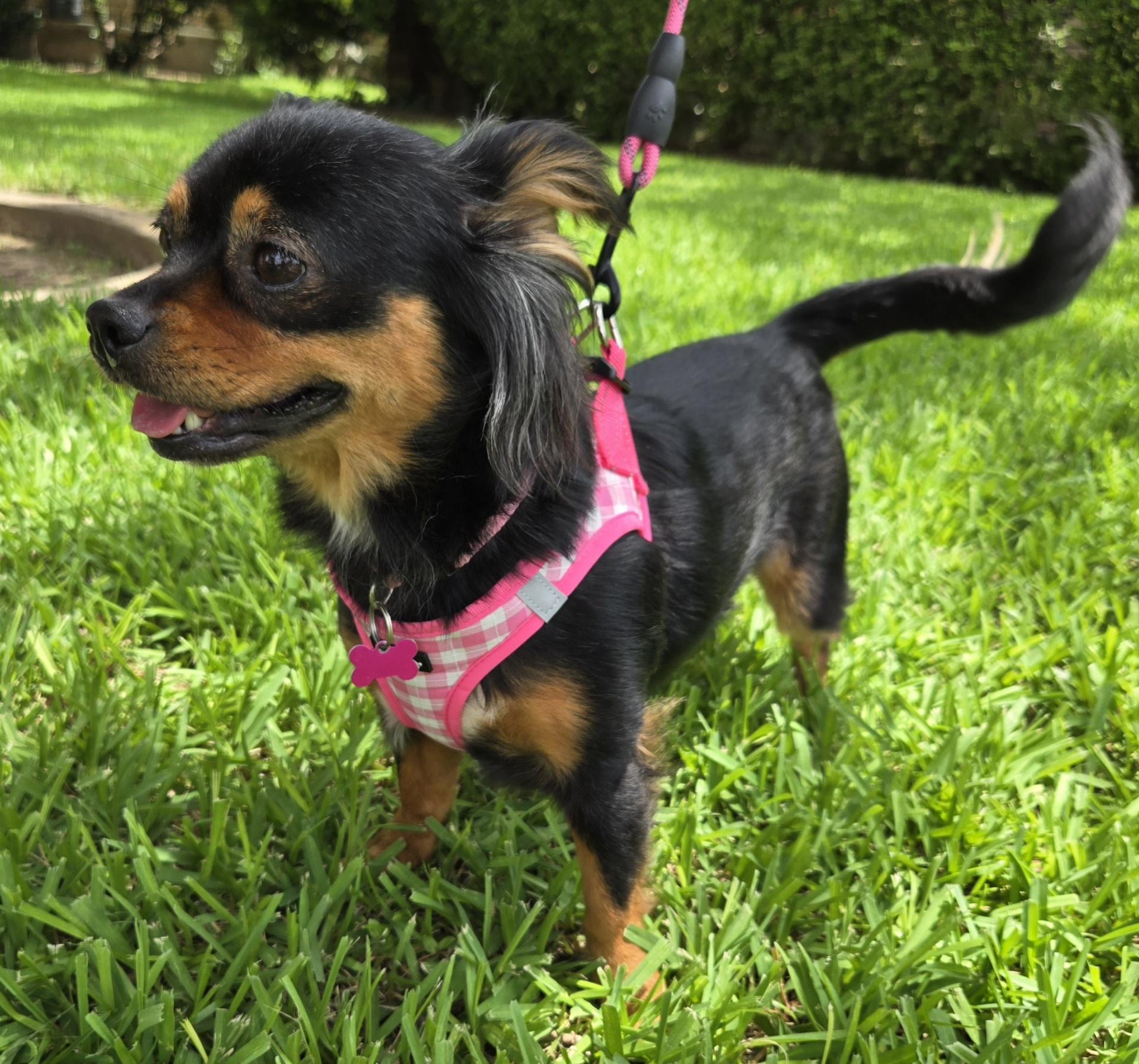 ELLIE, adoptable, Adult Female Chihuahua.