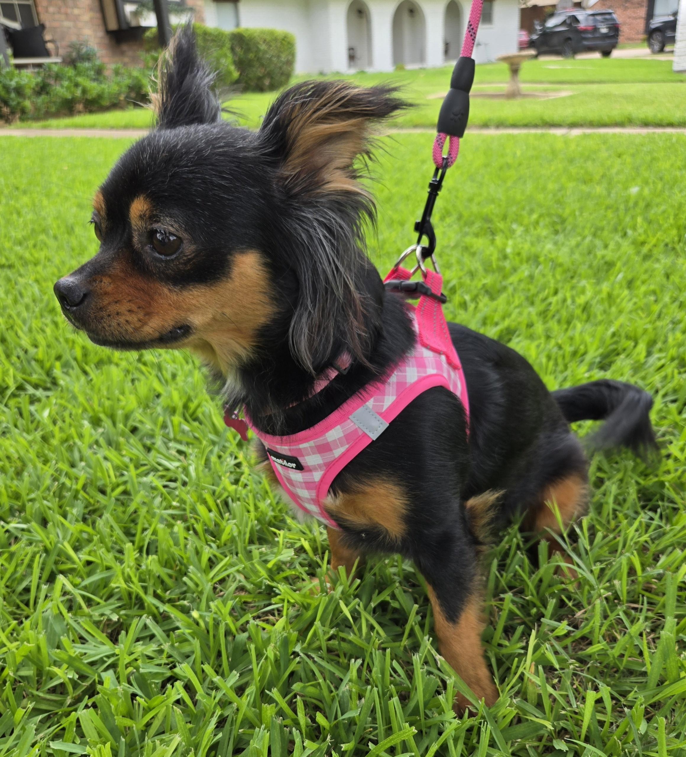 ELLIE, an adoptable Chihuahua in Grand Prairie, TX image 2/4