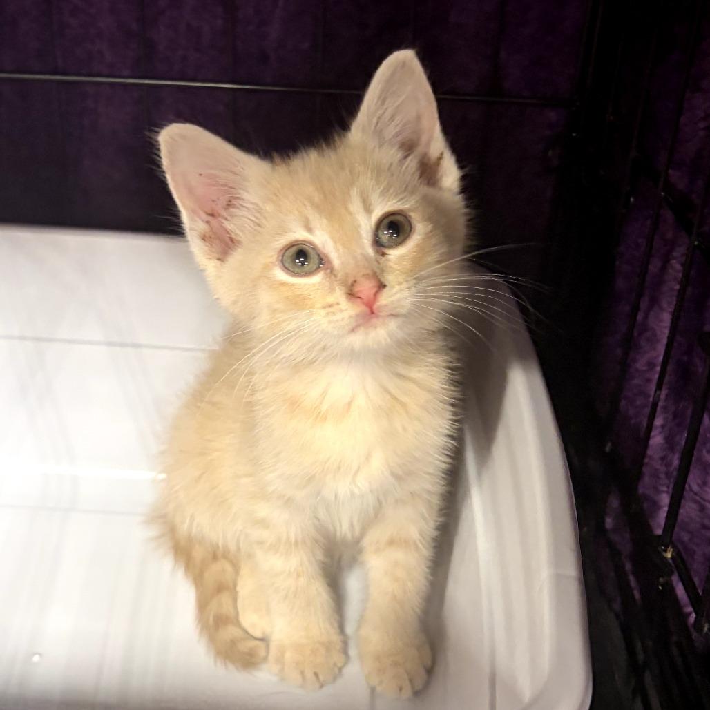 Rec Center 03, Adoptable, Kitten Male Domestic Short Hair.