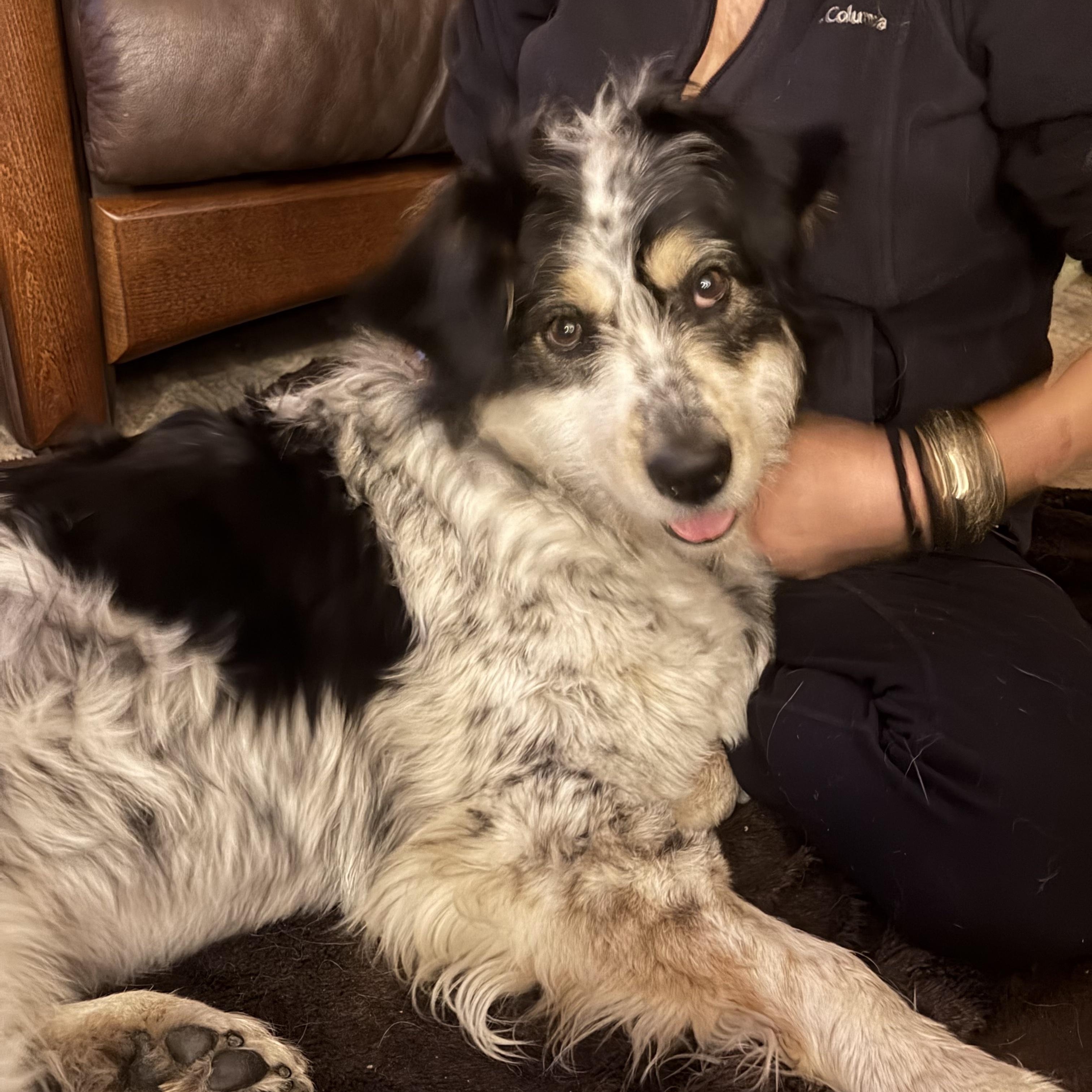 Enlarge Cannoli, an adopted mixed breed in Toronto, ON image 3/5