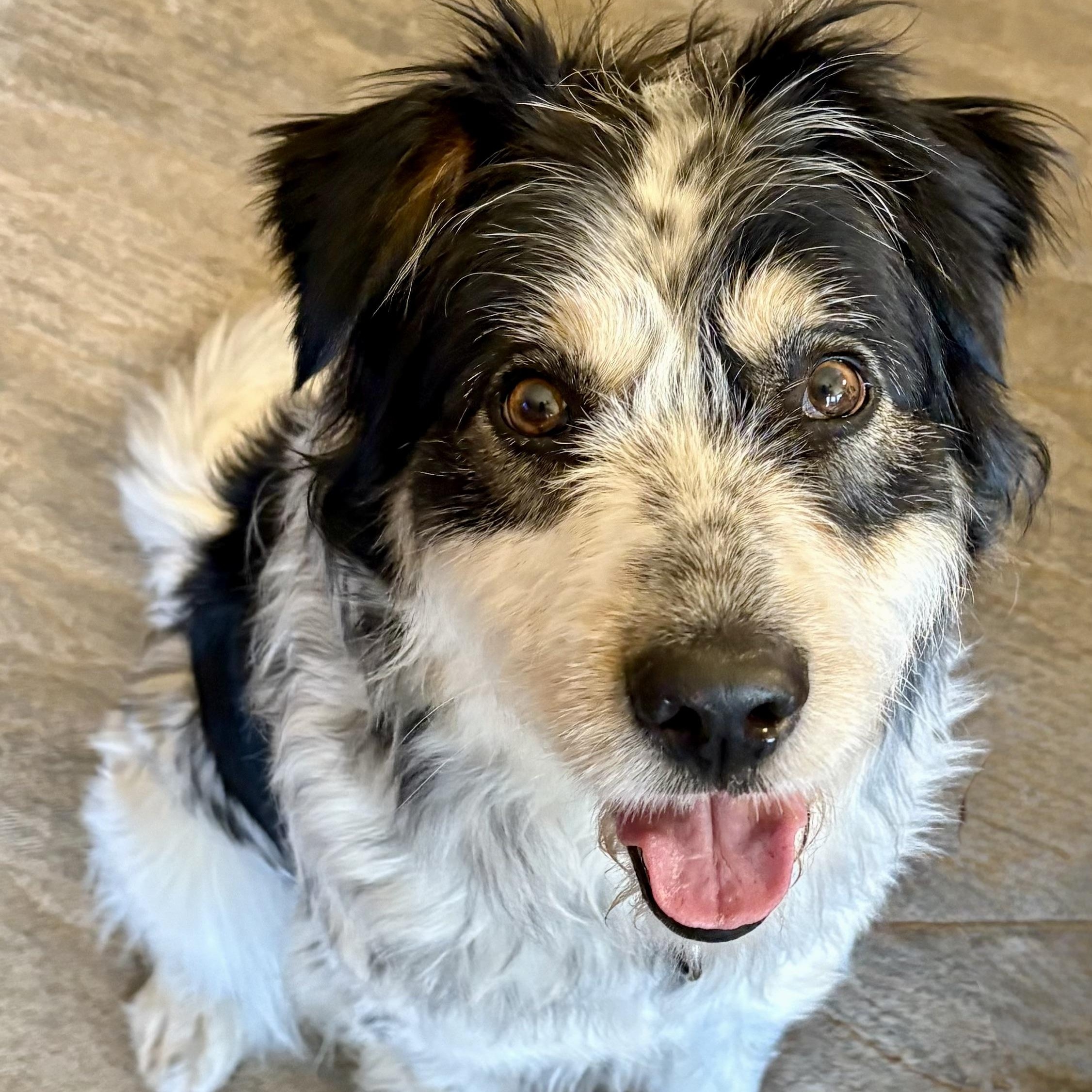 Enlarge Cannoli, an adopted mixed breed in Toronto, ON image 1/5