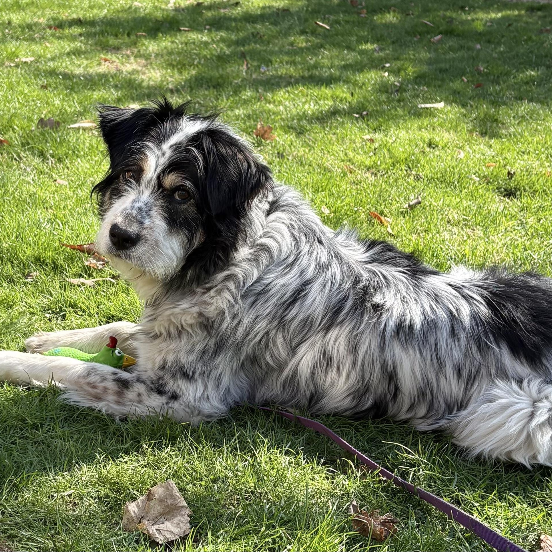 Enlarge Cannoli, an adopted mixed breed in Toronto, ON image 2/5